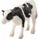 Mojo Holstein Kalv, stende