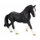 Mojo hanoverian Black Portugal